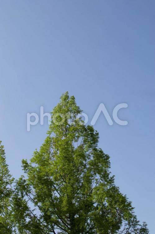 青空と木 自然,木,葉っぱの写真素材