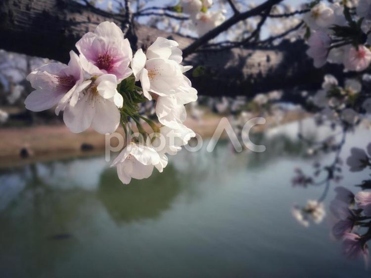 桜と池 さくら,春,サクラの写真素材