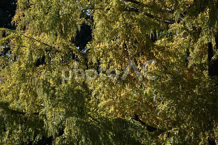 紅葉・秋のイメージ：背景素材テクスチャ 紅葉,秋,風情の写真素材