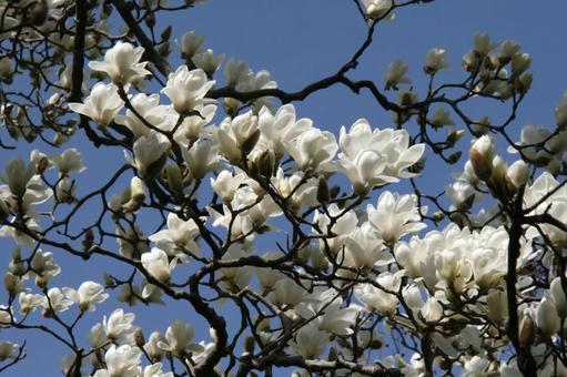 モクレン・シモクレン　咲く風景 春,花木,白色の写真素材