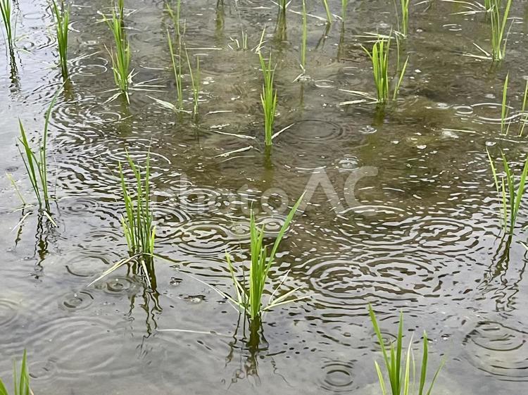 雨降りの田んぼ　アップ 田んぼ,田植え,稲の写真素材