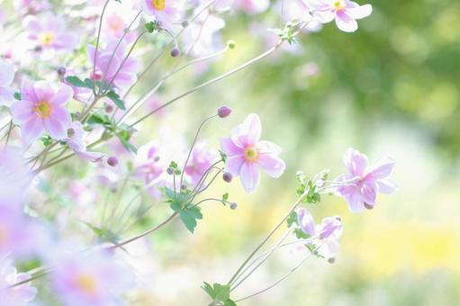 秋の晴れた日に咲いた満開の秋明菊 秋の晴れた日に咲いた満開の秋明菊の写真