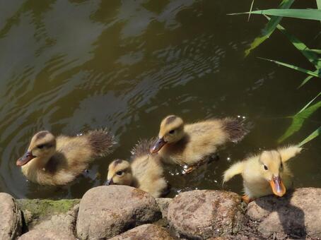 鴨の4兄弟(1)上陸 鴨の4兄弟(1)上陸の写真