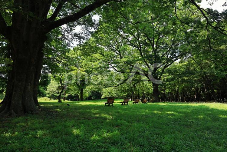 森の木陰 木陰,木漏れ日,木の写真素材