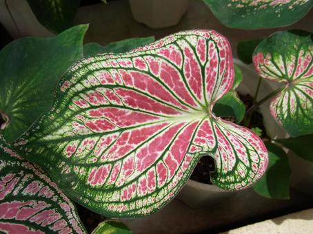 Caladium leaves with unique patterns, JPG Caladium leaves with unique patterns, JPG