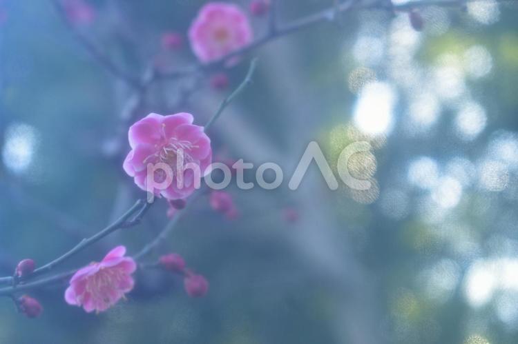冬の花：ウメ2 植物,ウメ,梅の写真素材