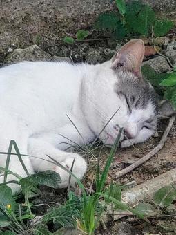 眠いにゃ〜 眠いにゃ〜 ねこ,夕暮れ,雑草の写真素材