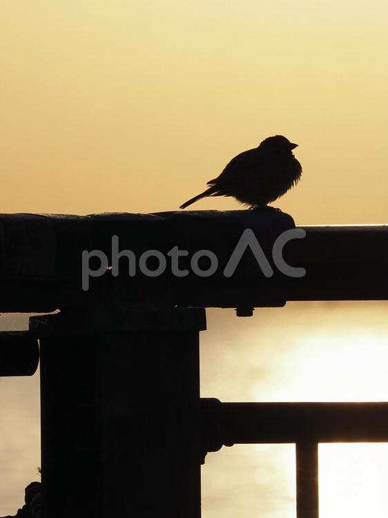 ちょこんととまった雀のシルエット 雀,夕焼け,マジックアワーの写真素材