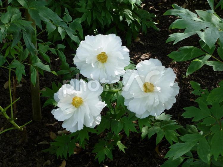 鎌倉の鶴岡八幡宮ぼたん園その９ ぼたん,花,植物の写真素材