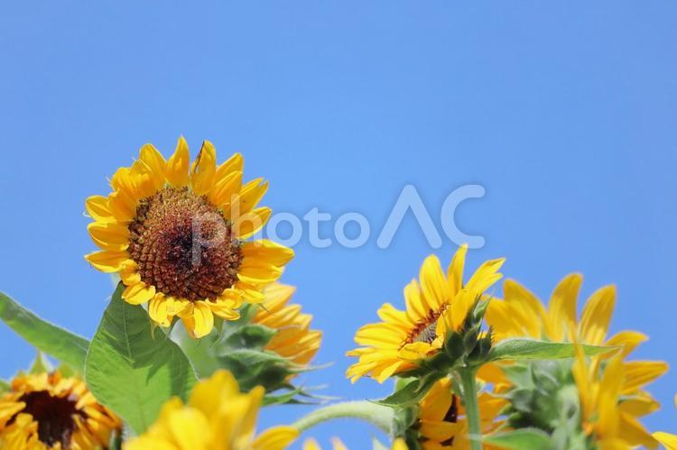 ひまわりと夏の青い空 ひまわり,夏,花の写真素材