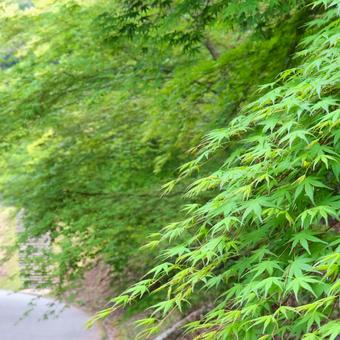 新緑のもみじもキレイだ。 新緑のもみじもキレイだ。 新緑,季節,もみじの写真素材