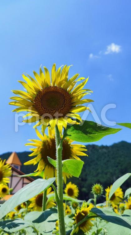 夏を抱きしめる花畑 ひまわり,洲原ひまわりの里,黄金色の花畑の写真素材
