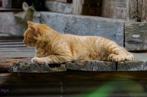 猫(216) 猫(216)の写真