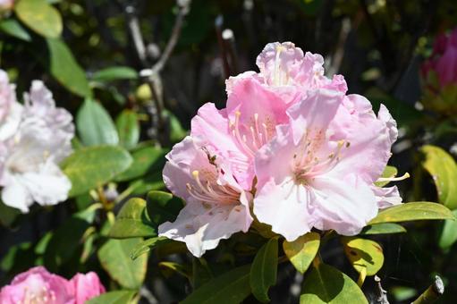 家の庭に咲いたシャクナゲの花 家の庭に咲いたシャクナゲの花の写真
