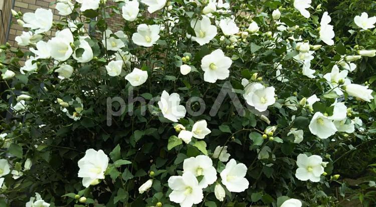 白い花の咲く樹 ムクゲ,初夏,群生の写真素材