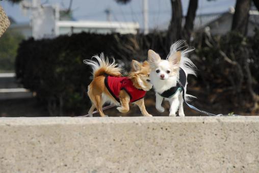 チワワ 犬,チワワ,ちわわの写真素材