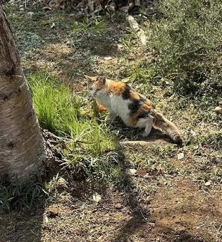 お外猫 お外猫 ねこ,ネコ,猫の写真素材