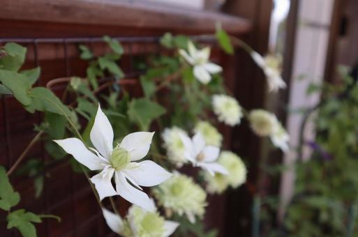 花 花の写真