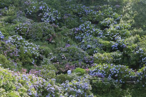 Shimoda City Hydrangea Festival, JPG