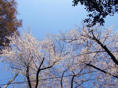 桜木-7 桜木-7の写真