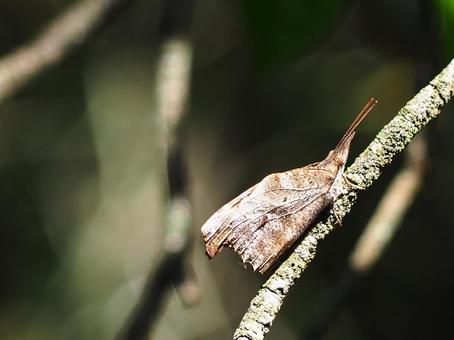 テングチョウの素材写真 テングチョウの素材写真 テングチョウ,チョウ,蝶の写真素材
