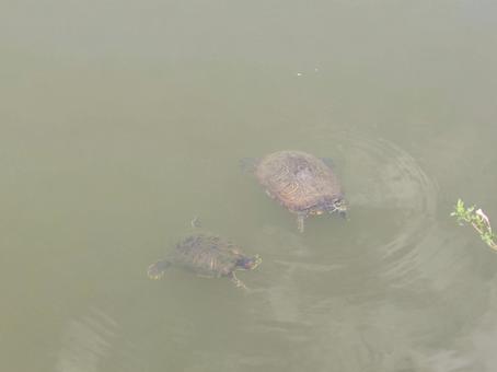 アカミミガメ アカミミガメ,ミシシッピアカミミガメ,亀の写真素材