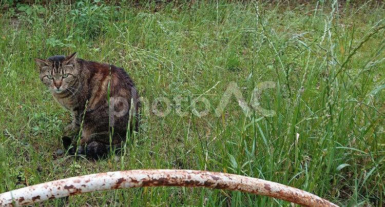 公園の猫 猫,野良猫,雑種の写真素材