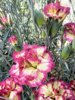 温室栽培のカーネーション 温室栽培のカーネーション 母の日,カーネーション,花の写真素材