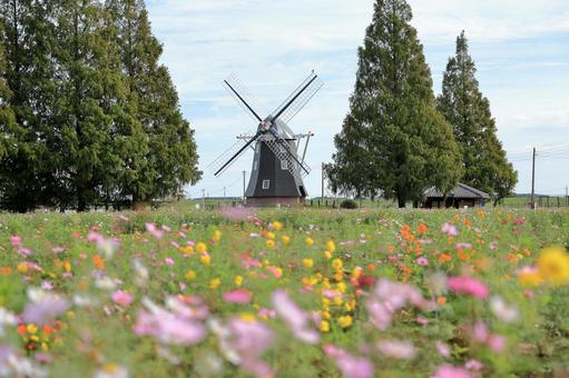 あけぼの山農業公園の満開のコスモスと風車 あけぼの山農業公園,秋桜,コスモスの写真素材