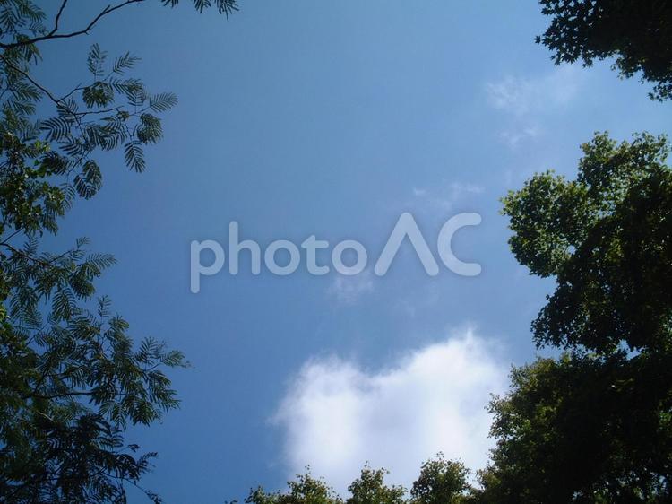 花の広場から見上げる青空 青空,雲,景色の写真素材