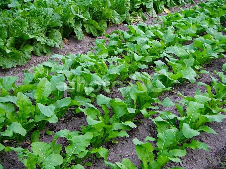 畑　農作物　野菜 畑,農作物,野菜の写真素材