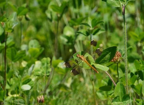 ミヤマアカネ未成熟個体 ミヤマアカネ未成熟個体 ミヤマアカネ,トンボ,dragonflyの写真素材