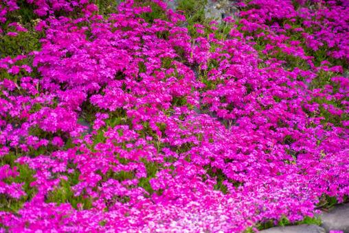 鮮やかな芝桜の絨毯 芝桜,花,ピンクの写真素材
