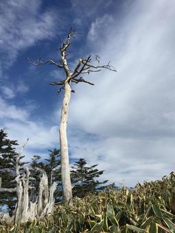 一本立ちの木の写真