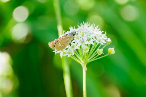 イチモンジセセリ⒆ 蝶,イチモンジセセリ,昆虫の写真素材