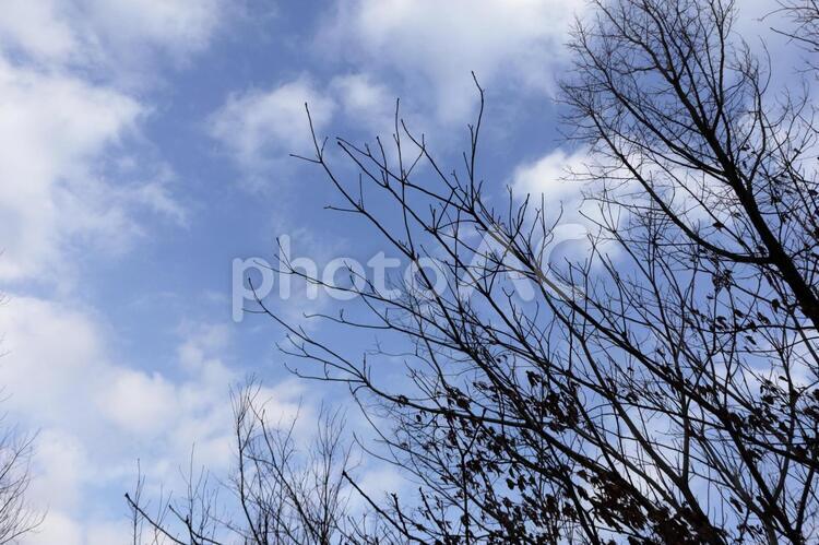 冬の空と木々 空,雲,木の写真素材