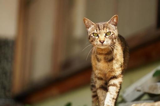 猫の顔 猫の顔 猫,野良猫,顔の写真素材