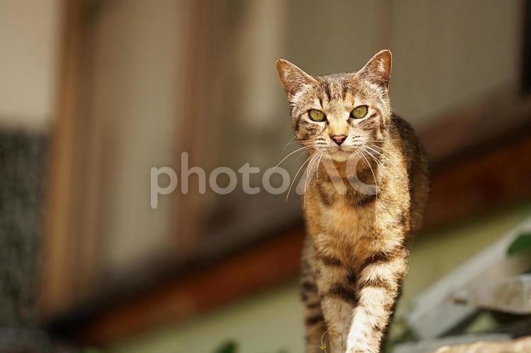初めまして・・（野良猫） 猫,野良猫,顔の写真素材