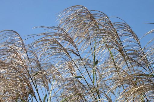 ススキ ススキ 植物,雑草,すすきの写真素材