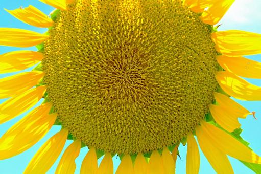 ひまわりのクローズアップ ひまわりのクローズアップ ひまわり,向日葵,花の写真素材