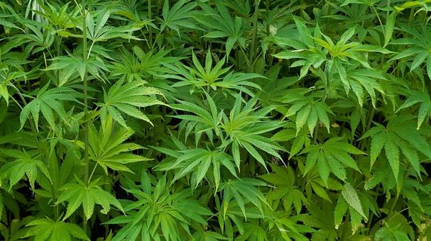 大麻 ヘンプ 麻 大麻 ヘンプ 麻の写真