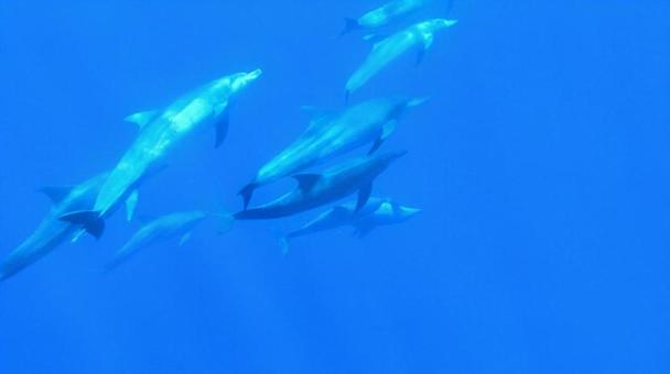 イルカ イルカ,海豚,哺乳類の写真素材