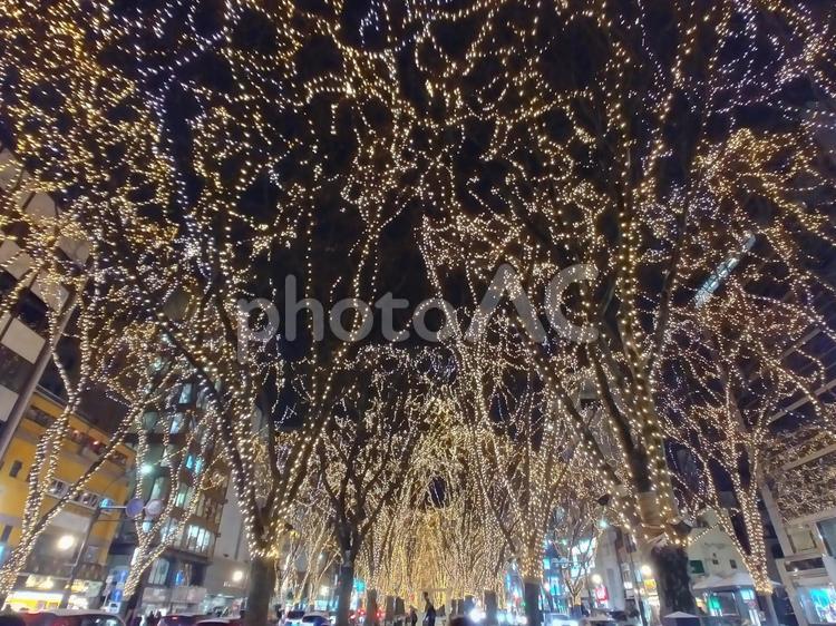 宮城県、仙台SENDAI光のページェント ネオン,イベント,12月の写真素材