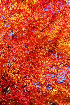秋の紅葉 紅葉,秋,もみじの写真素材