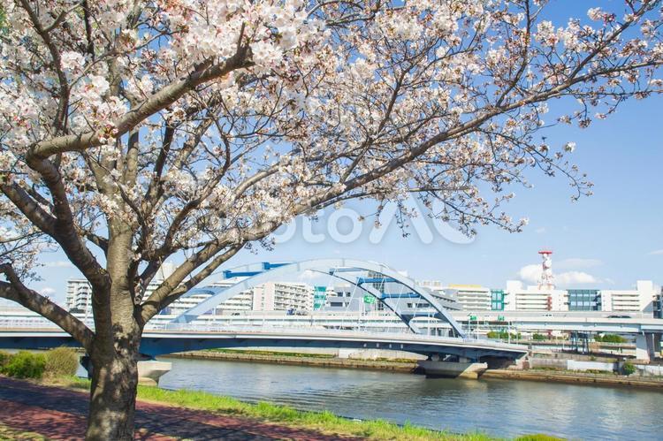 隅田川と桜の春風景 桜,東京,汐入公園の写真素材