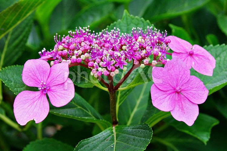 紫陽花の饗宴　ガクアジサイ ガクアジサイ,アジサイ,紫陽花の写真素材