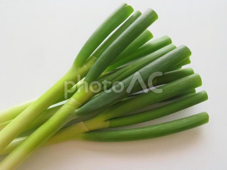 白ネギ　青い部分 白ネギ,緑,野菜の写真素材