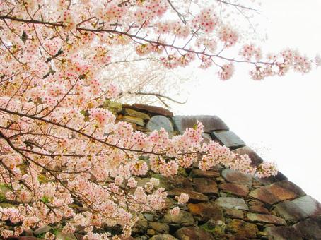 城壁と桜の木 城壁と桜の木の写真