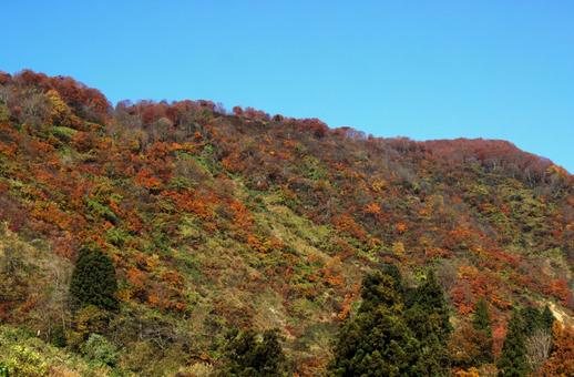 25年　山古志紅葉 綺麗,きれい,空の写真素材