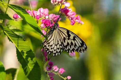 オオゴマダラ オオゴマダラ,喜界島,徳之島の写真素材